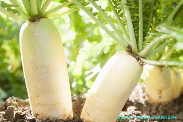 宫腔粘连一代试管婴儿流程及费用全解析