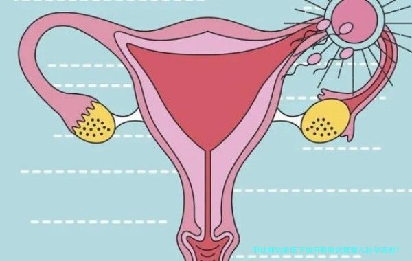 甲状腺功能低下如何影响试管婴儿验孕流程？全面解析