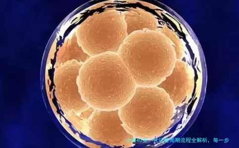 上海40岁一代试管周期流程全解析，每一步都不能马虎