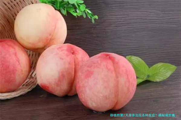 移植后第2天身体出现各种反应？揭秘背后真正原因