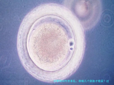 试管期间作息紊乱，移植几个胚胎才稳妥？过来人经验分享