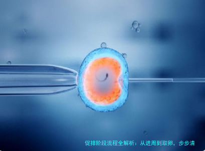 促排阶段流程全解析:从进周到取卵,步步清晰不慌乱