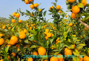 二代试管成功率95%？别被数字忽悠了，真相在这里