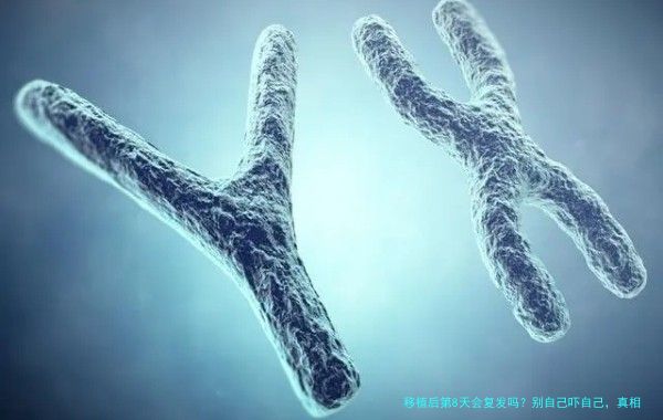 移植后第8天会复发吗？别自己吓自己，真相在这里
