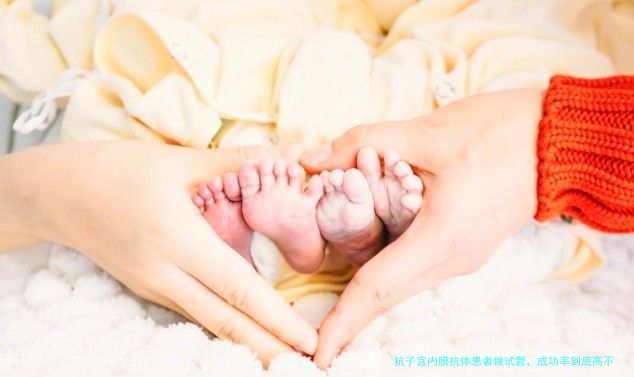 抗子宫内膜抗体患者做试管，成功率到底高不高？