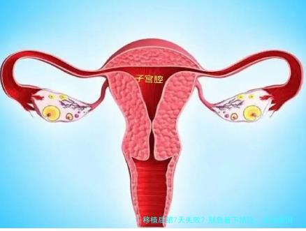 移植后第7天失败？别急着下结论，这些原因才是关键