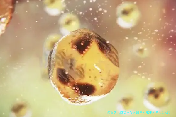 试管婴儿成功率怎么提高？过来人的3点大实话