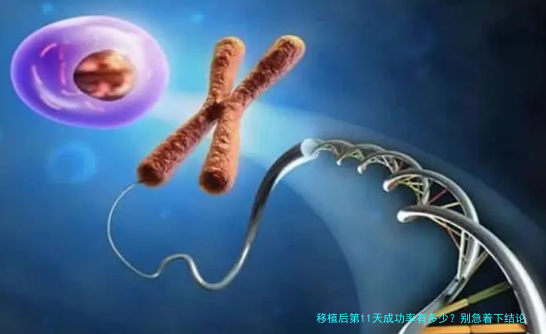 移植后第11天成功率有多少？别急着下结论，听听医生怎么说