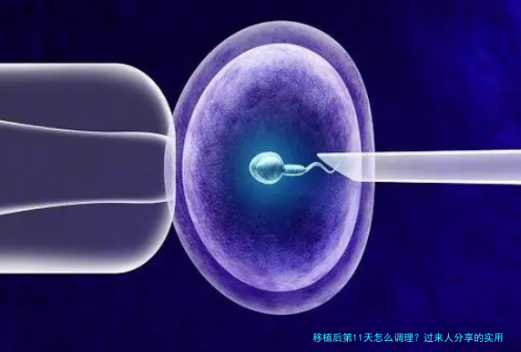 移植后第11天怎么调理？过来人分享的实用经验与注意事项