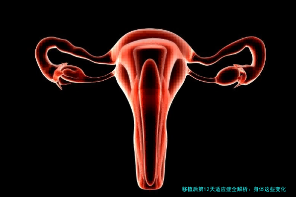 移植后第12天适应症全解析：身体这些变化，是好孕在敲门