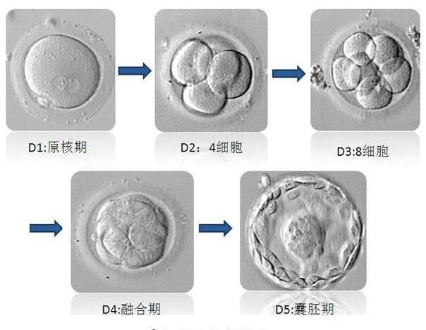 试管婴儿胚胎