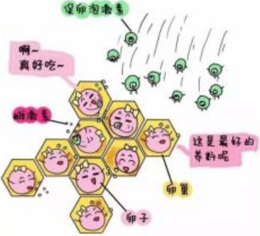 促排卵