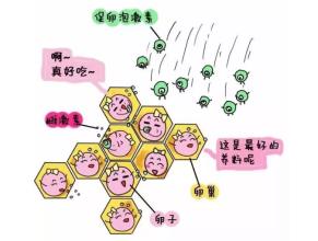 促排卵
