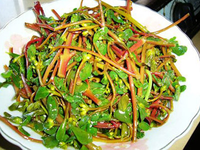 马齿苋