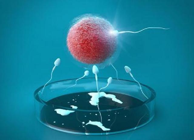 第一代试管婴儿体外受精
