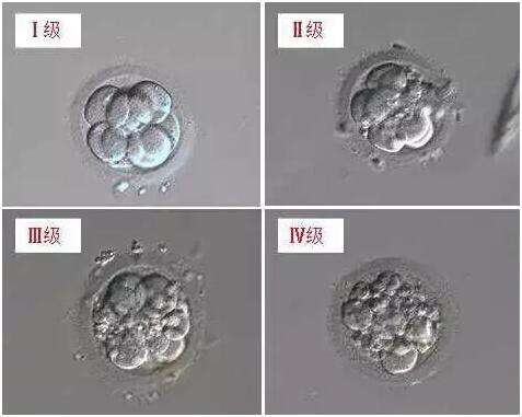 胚胎的等级