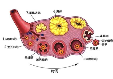 卵泡的生长情况