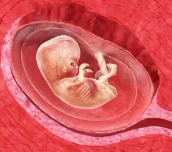 试管婴儿胚胎