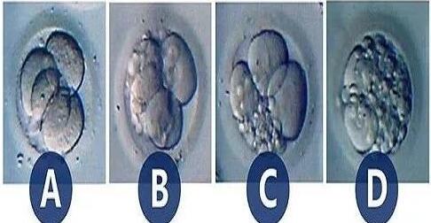 胚胎的等级
