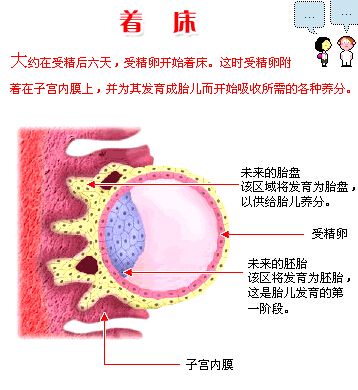 试管婴儿着床