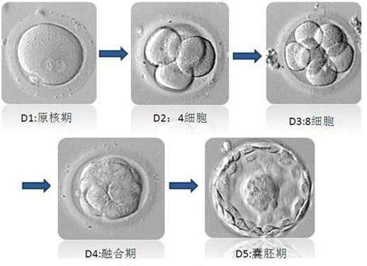 囊胚