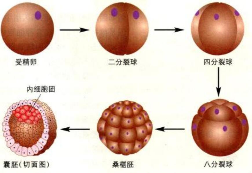 试管婴儿囊胚